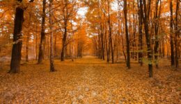 Tax-Saving Strategies for Small Business Owners in the Fall