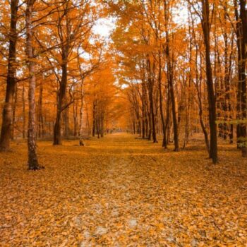 Tax-Saving Strategies for Small Business Owners in the Fall