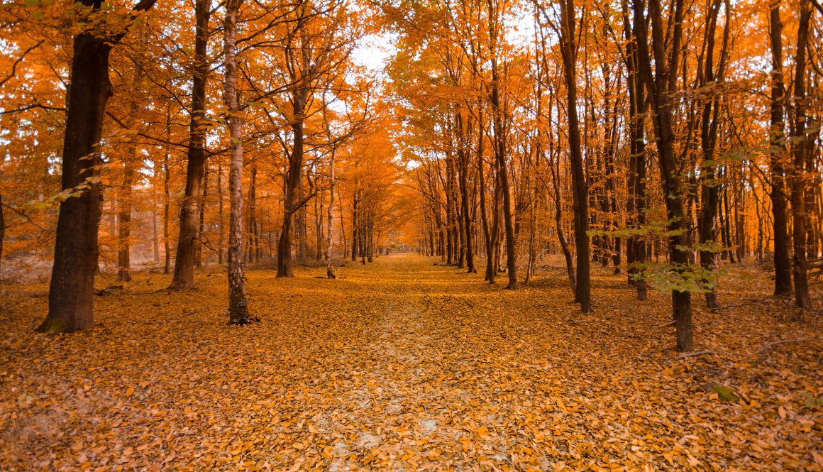 Tax-Saving Strategies for Small Business Owners in the Fall