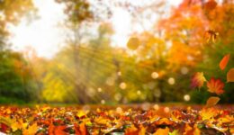 Preparing for Tax Season: Fall Tax Planning Tips