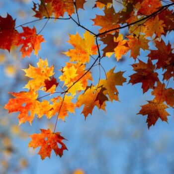 Maximizing Your Tax Deductions This Fall