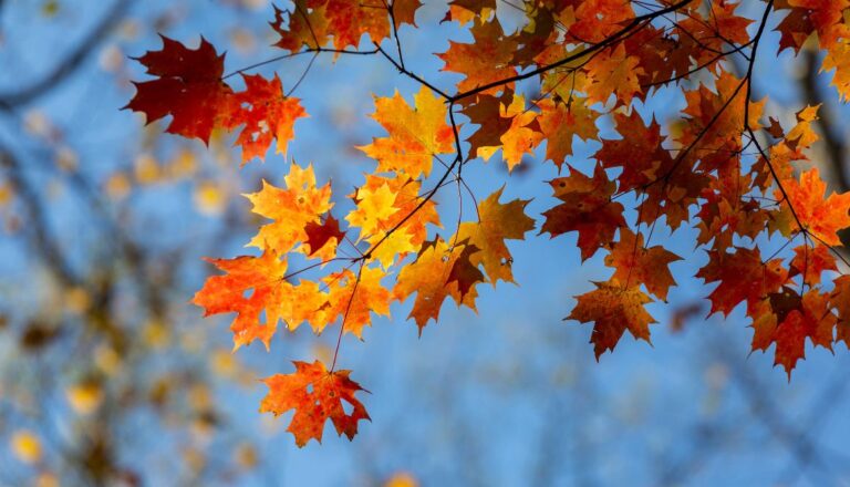 Maximizing Your Tax Deductions This Fall